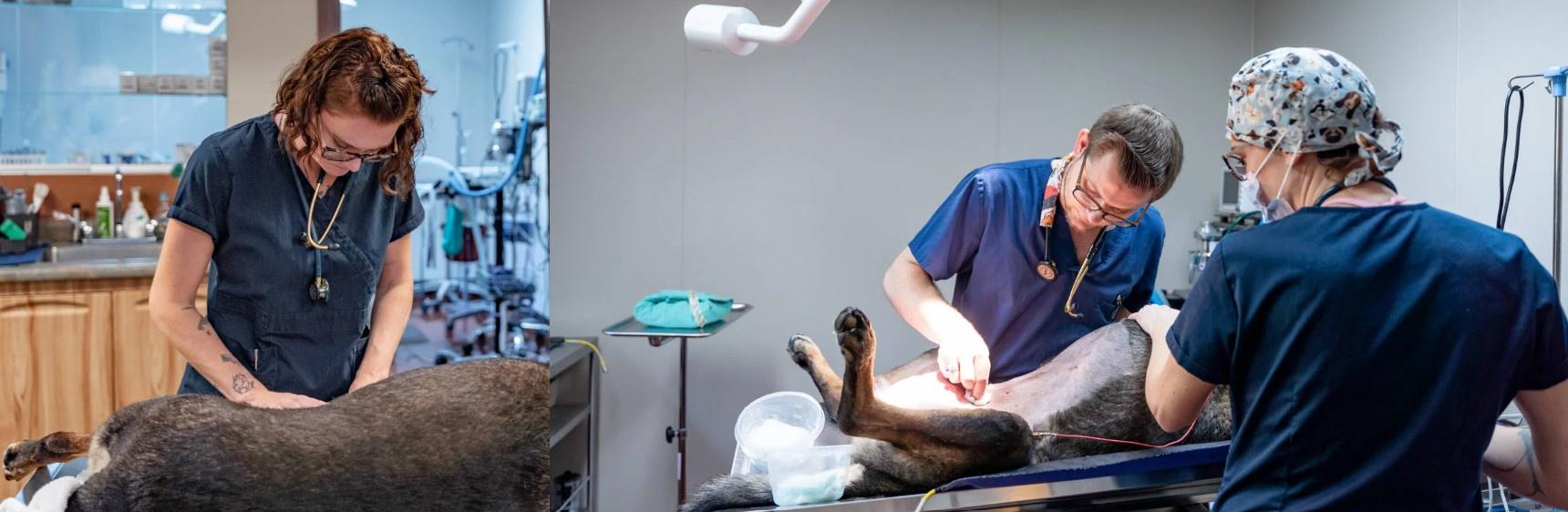 Fox Run Animal Hospital: Your Trusted Veterinarian in Lapeer, MI